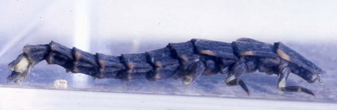 Larva di Lampyris noctiluca